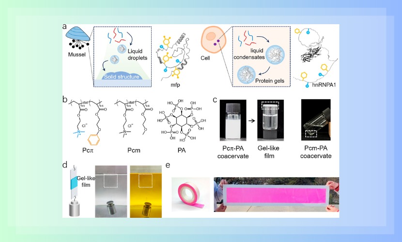 化学与环境工程学院特聘副教授范海龙在《Macromolecules》发表研究论文